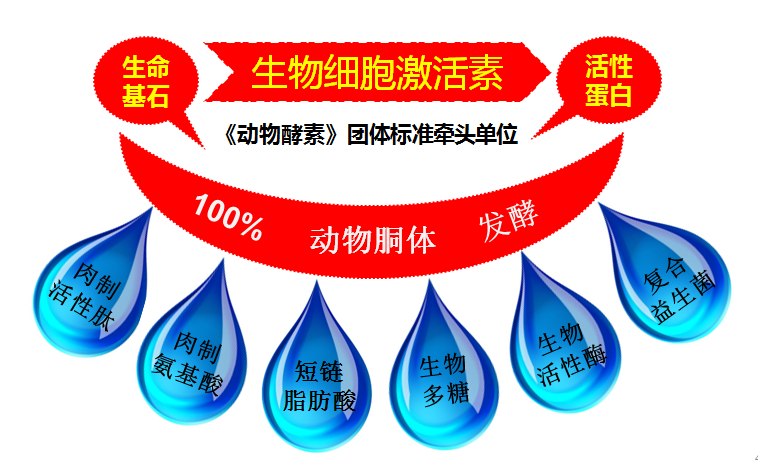 蛋白质