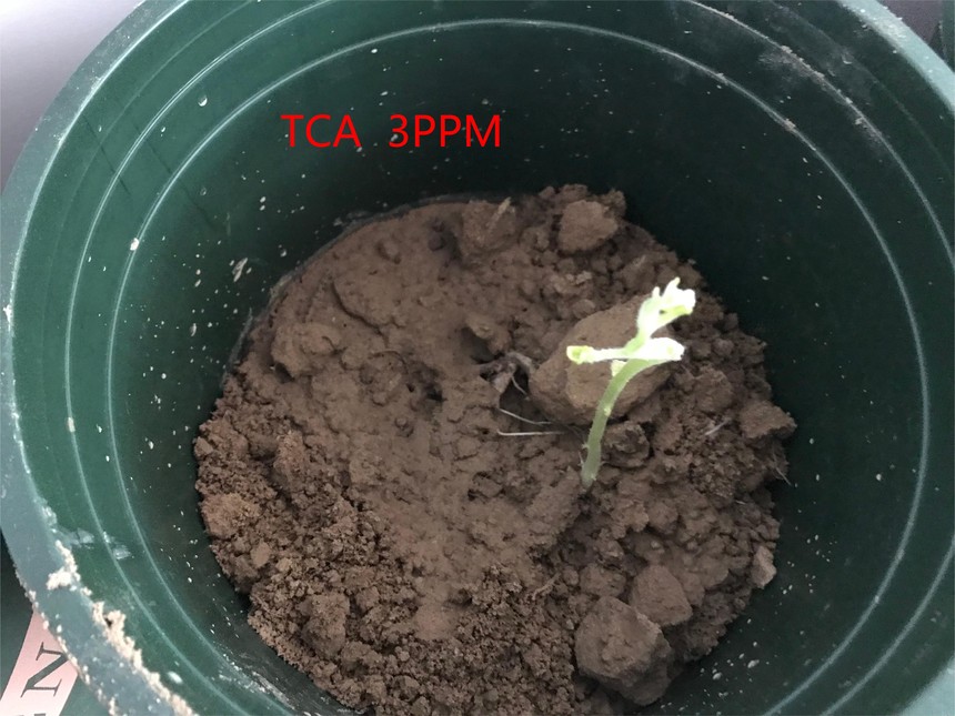 1 TCA 3ppm.jpg