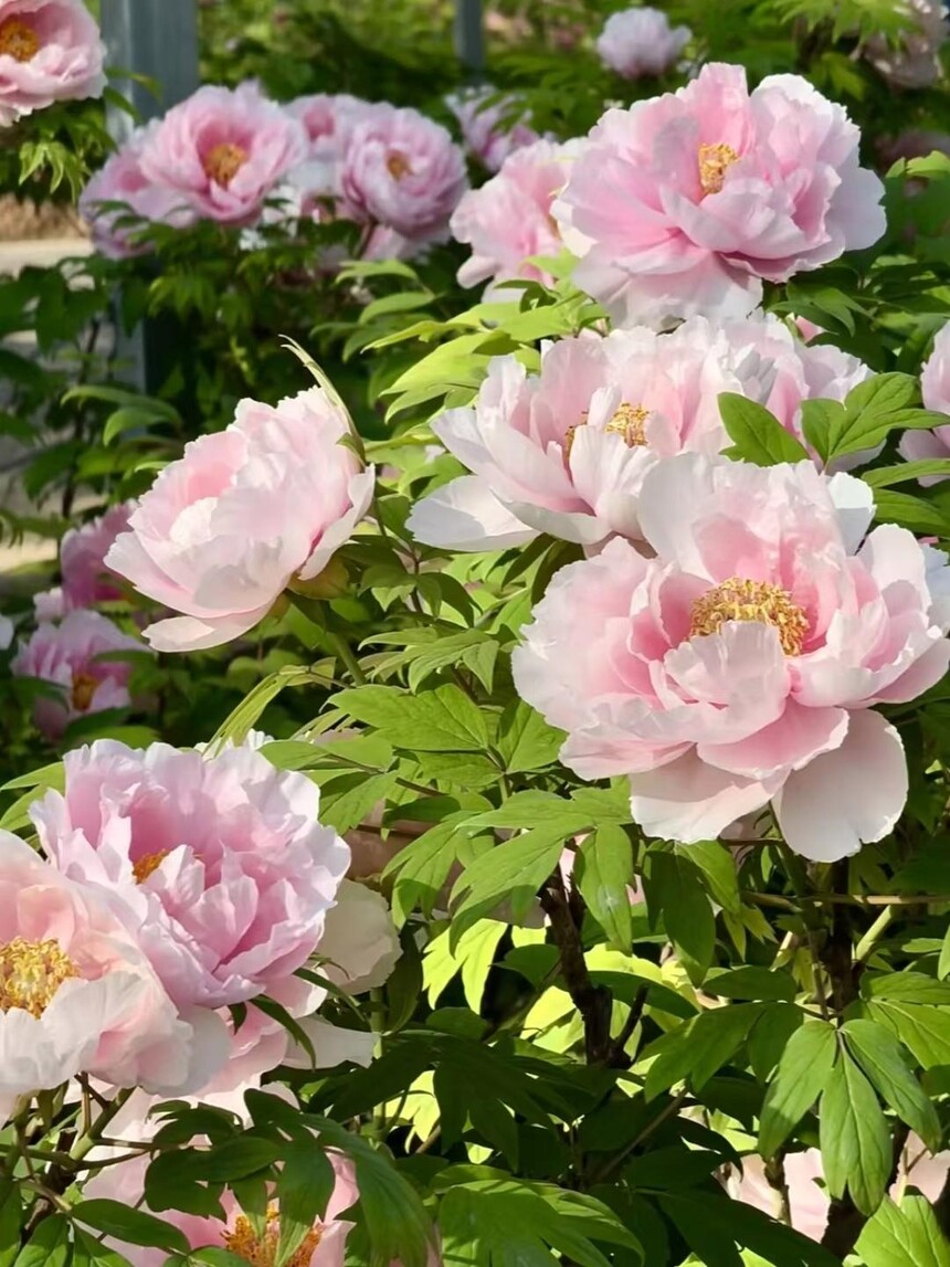 1775806491522658.jpg token=2a237fa155996717195607c9bf3a28d4.jpg