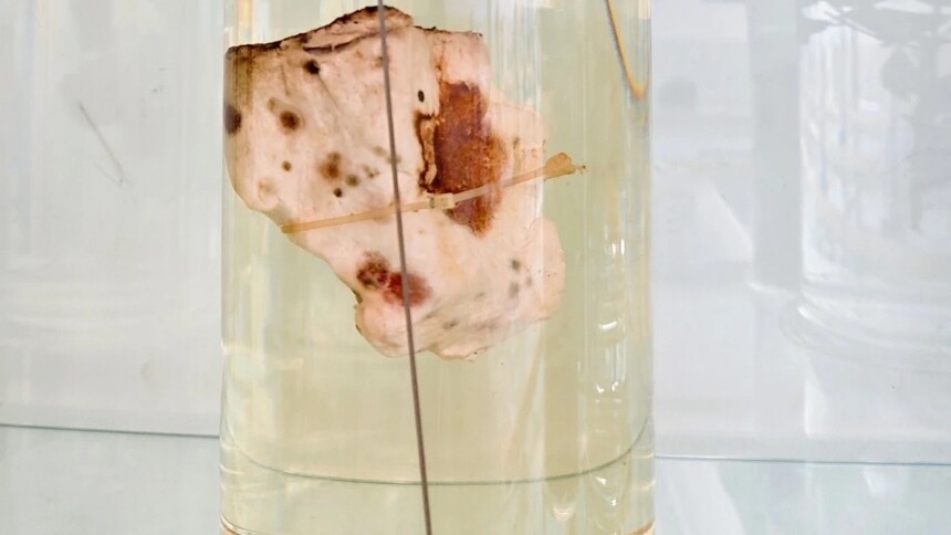 2026���»���ҩѧ������У�����������ں�