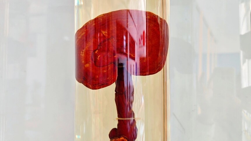 �Ĵ����»�2026��ҩѧרҵ��������������