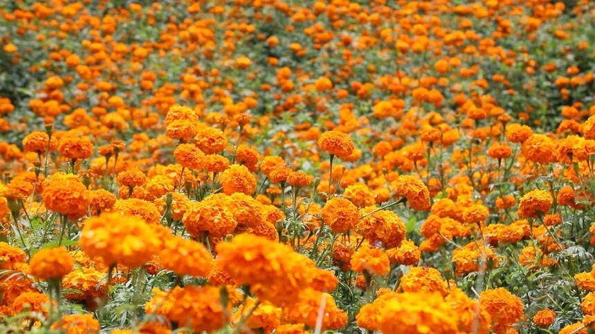 1764146926370792.jpg 1764146926370792.jpg