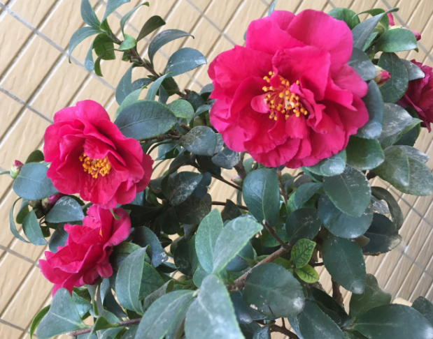 财神_韶关市浈江区茶花博览园