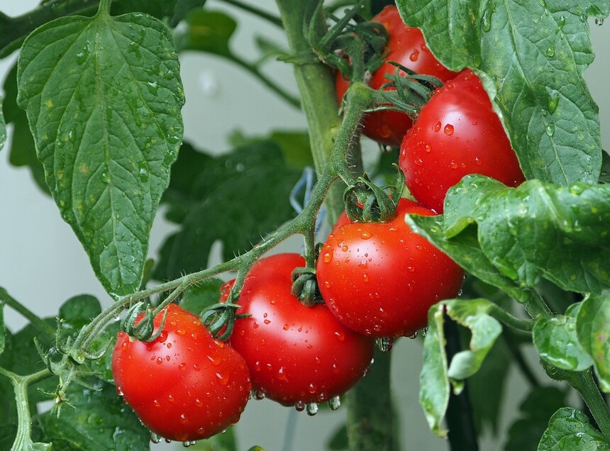 亚临界提取番茄红素设备