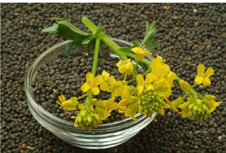 u=1625191346,2494479381&fm=253&fmt=auto&app=138&f=JPEG.webp.jpg