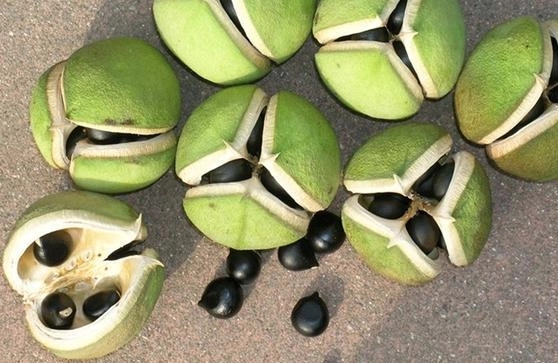 1757298515724687.jpg 文冠果111.webp.jpg