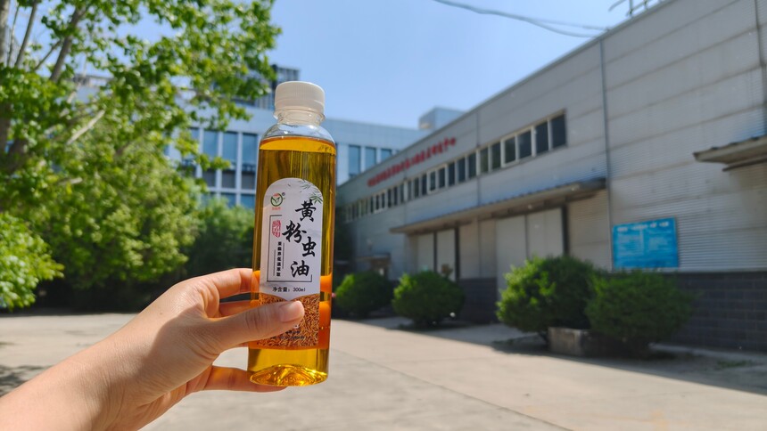 黄粉虫油