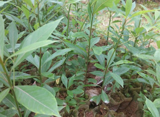 1723946601507278.jpg 2345_image_file_copy_4.jpg