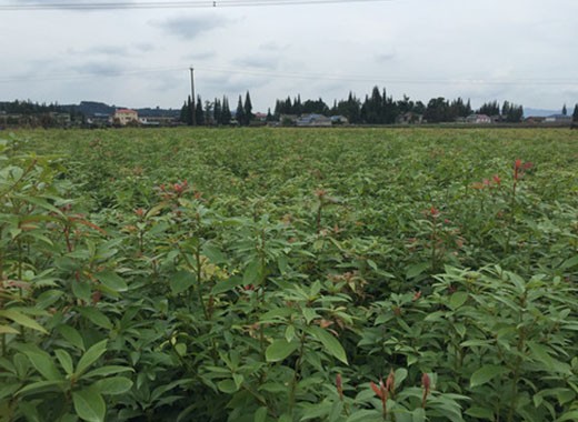 1731895576620787.jpg 2345_image_file_copy_5.jpg