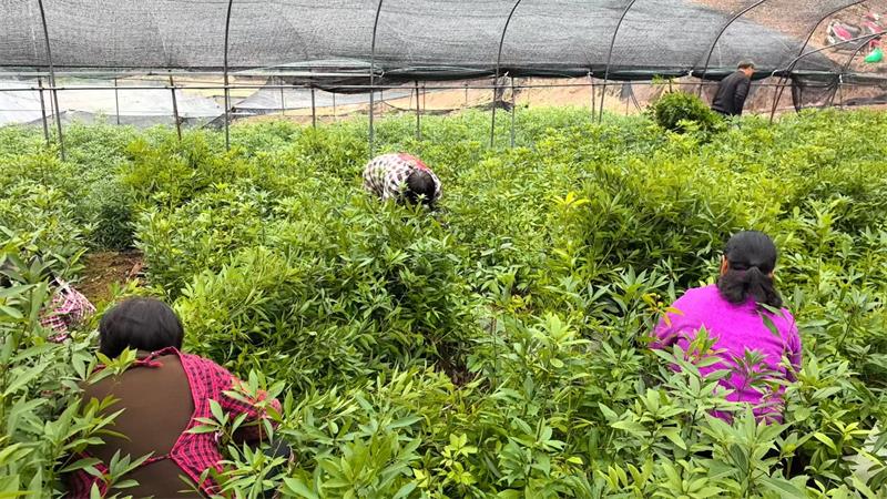 1768804154948238.jpg 1.jpg