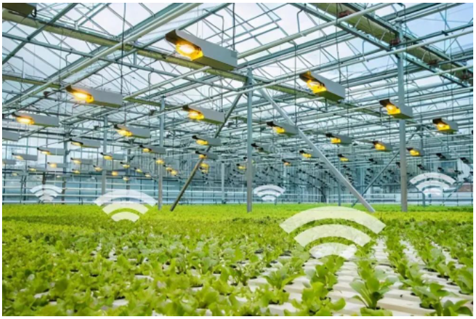 特色农业数字化种植赋能乡村振兴_山东科大微机应用研究所有限公司