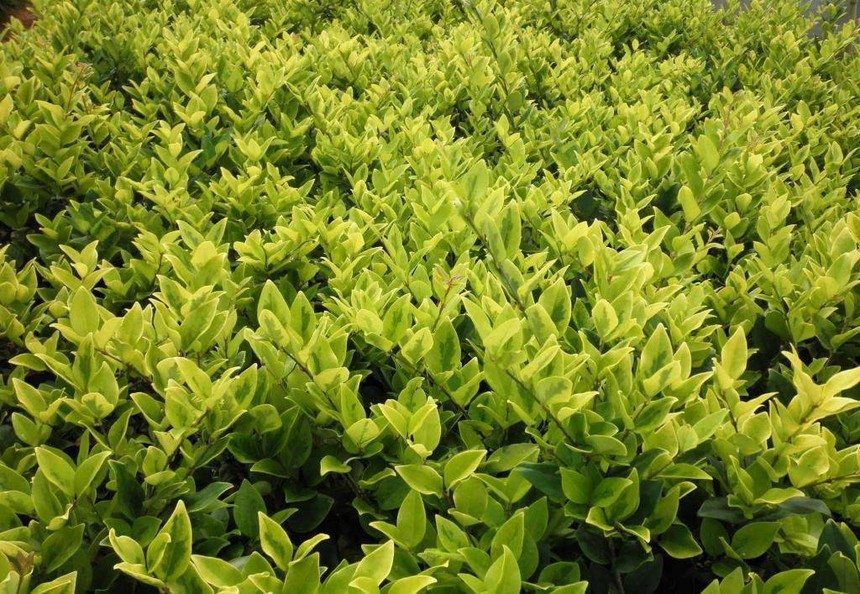 金森女贞美国金叶灌木主流品种ligustrumjaponicumhowardii