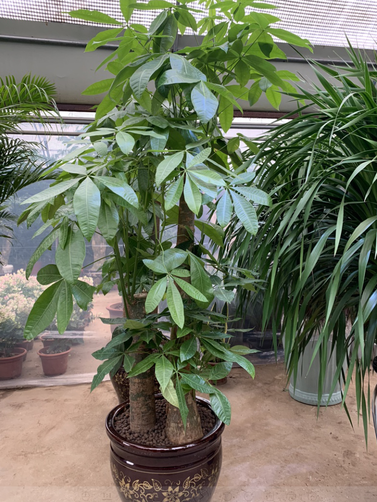 节节高发财树_荆门市海忠花卉有限公司