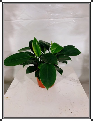 苗木介绍金钻属于天南星科植物,也称金钻蔓绿绒,喜树蕉,又名"辟邪王".