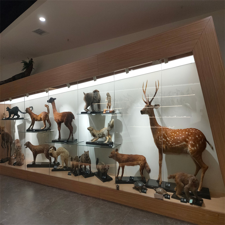 自然科学博物馆展柜恒温恒湿动物标本展示柜