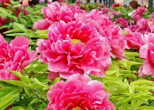 u=1233346000,4242047012&fm=26&fmt=auto.webp.jpg