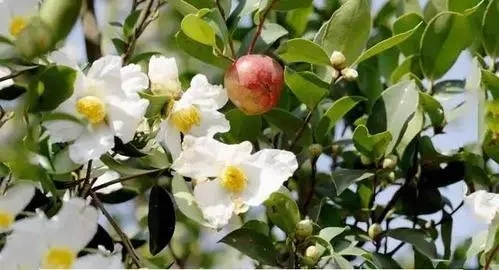 u=4174329415,3380479370&fm=253&fmt=auto&app=138&f=JPEG.webp.jpg