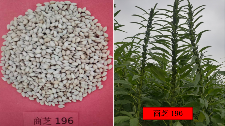 1784603987172921.png 图片2.png