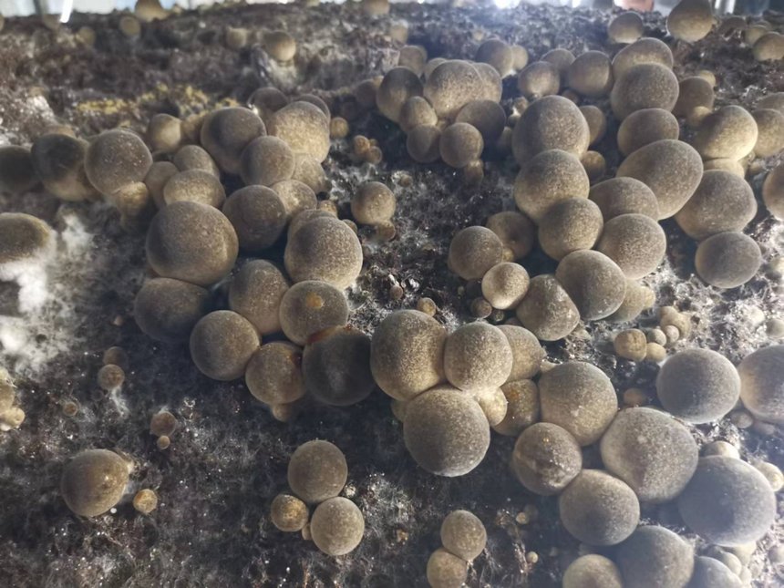 ͼƬ2.png
