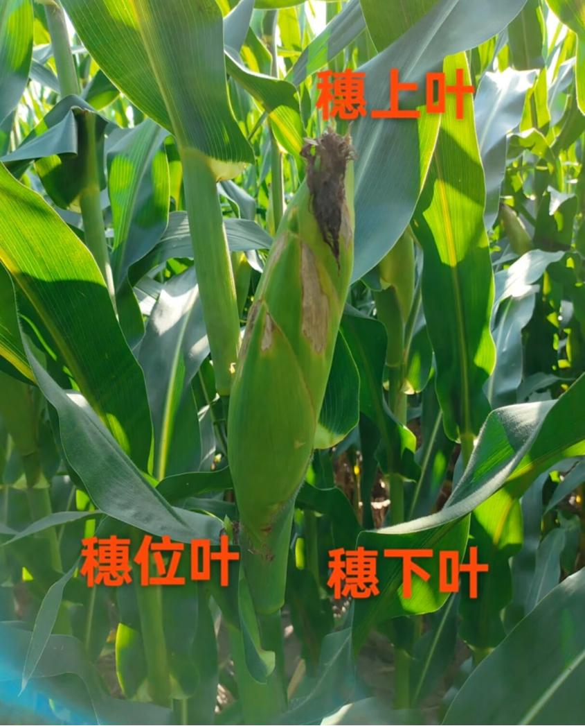 ͼƬ1.png