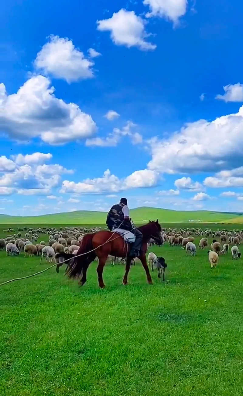 草原牧羊