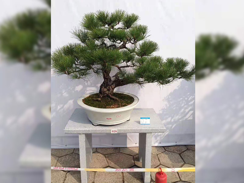 城区苗木市场销售旺