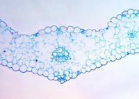 植物染色體根尖取樣方法
