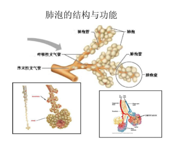 肺泡超微結(jié)構(gòu)