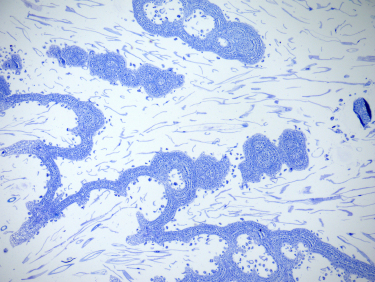 石蠟切片圖片案例