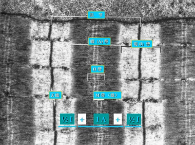 心肌缺血模型超微結(jié)構(gòu)觀(guān)察
