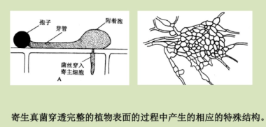 真菌侵染植物組織