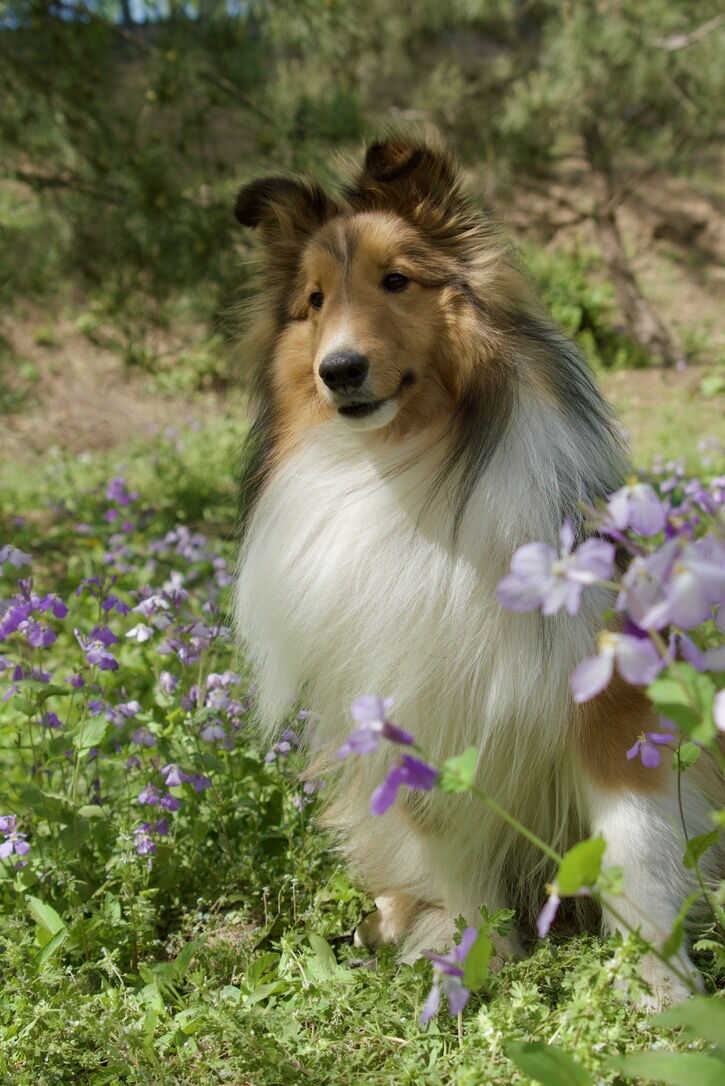 葡萄-男孩-养犬兄妹, image size:725x1086