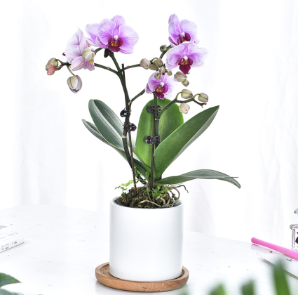昆明小辣椒攝影_鮮花拍攝