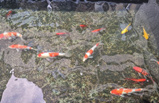 景觀設計