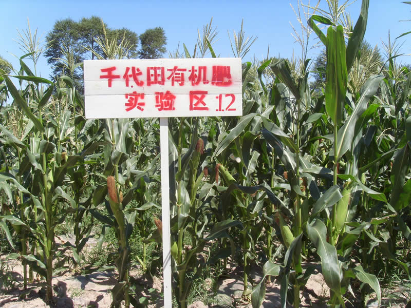 榆树有机玉米种植示范基地.JPG