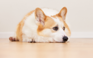 1779088936821299.png 1775532519440251.png