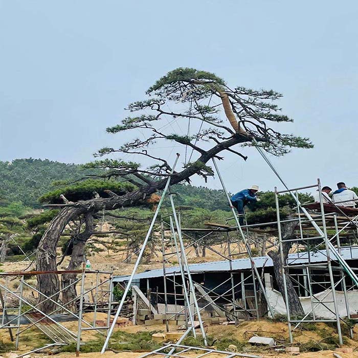 造型松树
