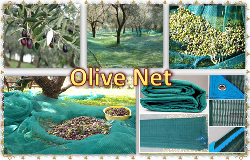 Olive Net .jpg