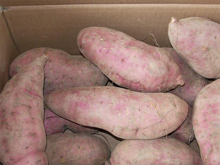 8001-Fresh--Sweet-Potato.jpg