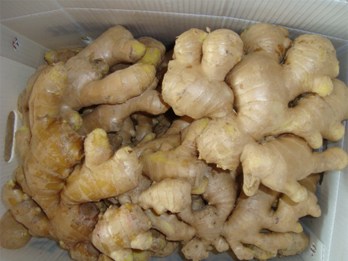 8007-Fresh-Ginger-(D).jpg