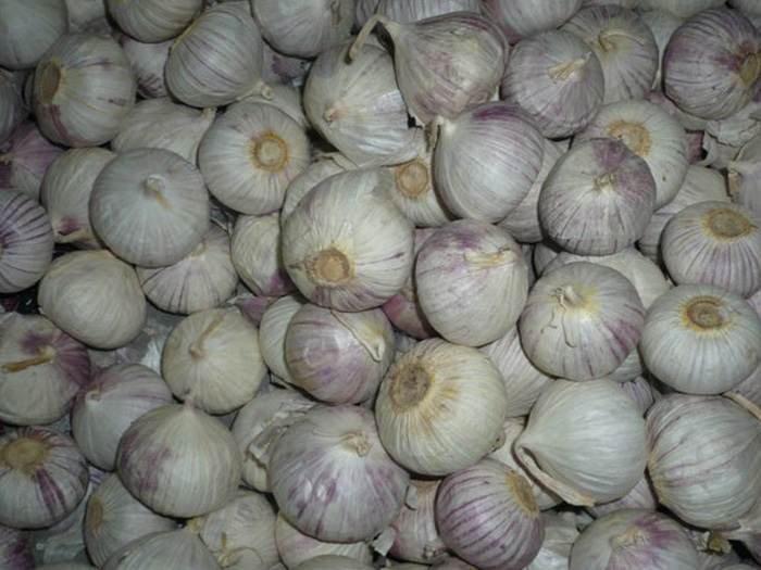 8011-Fresh-garlic-(soloclove).jpg