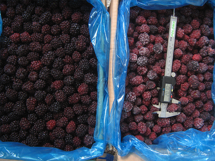 3006-IQF-Blackberry.jpg