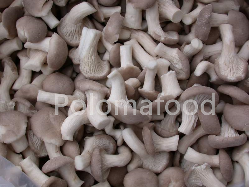 2007 IQF mushroom.jpg