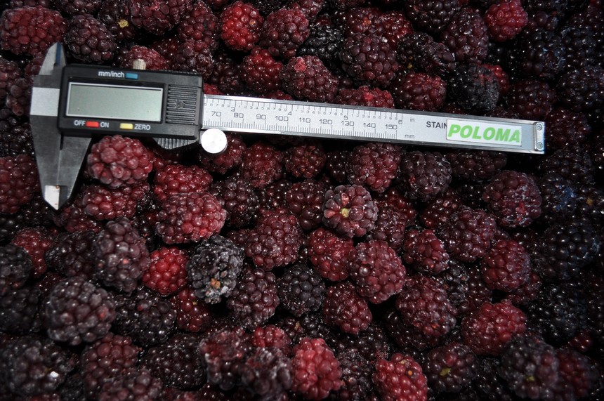 3007 IQF Blackberry.JPG