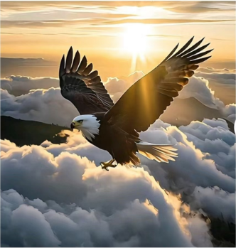 5e7f6033c99b96b79b054d9d2b2af4a.png