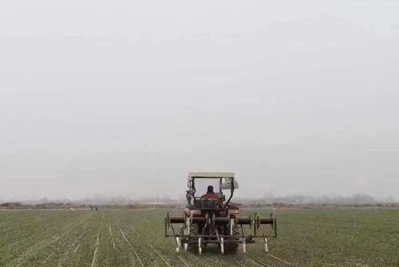 省農墾集團啟動15萬畝小麥高產創建行動