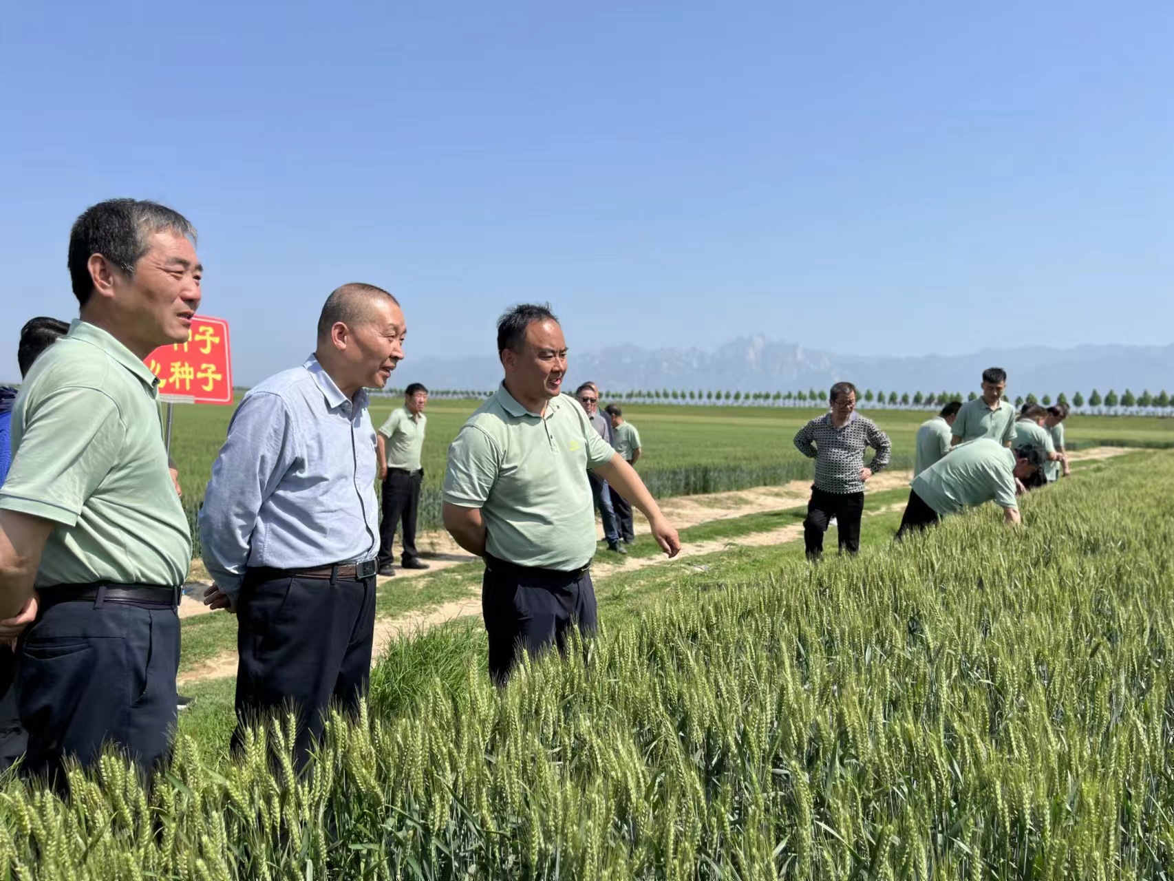 省农垦集团召开2023年小麦新品种观摩现场会