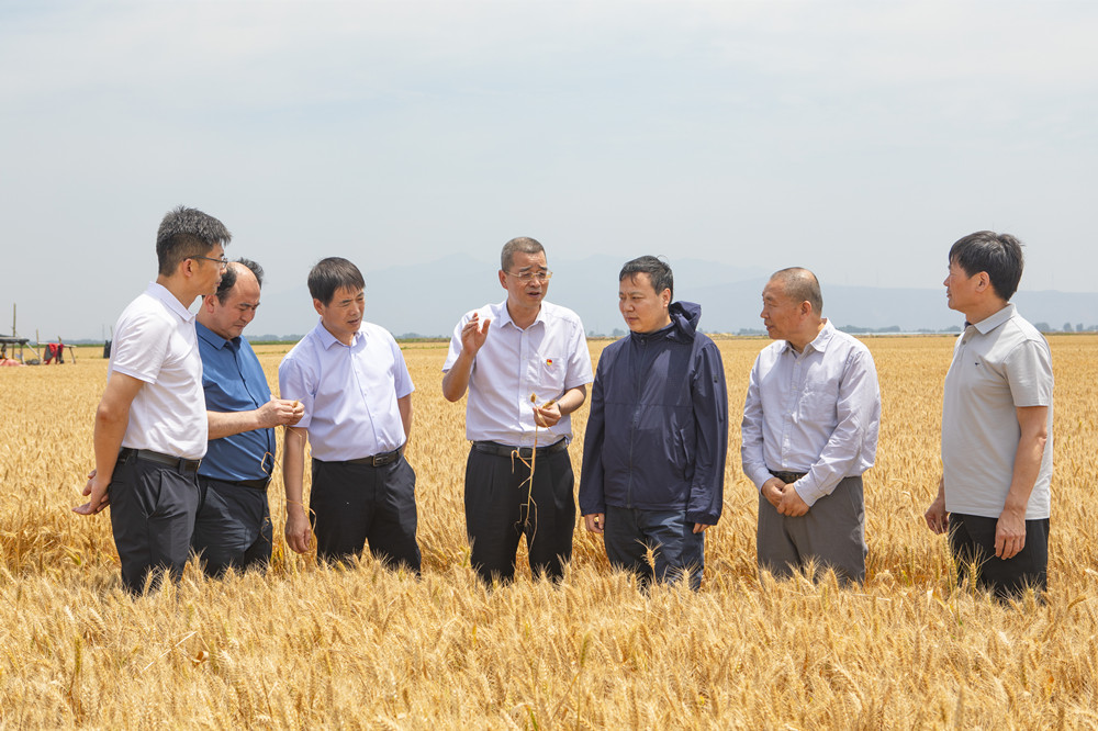 省農(nóng)墾集團(tuán)17萬(wàn)畝小麥迎來(lái)豐收季
