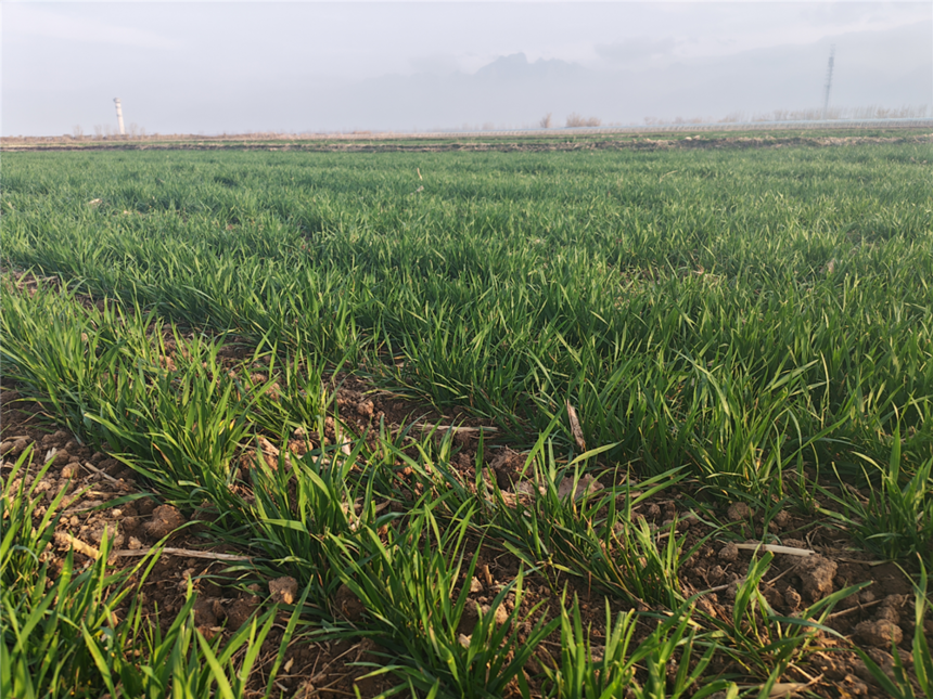 1772414383618496.png 华222.png