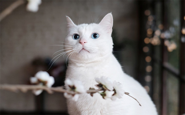 808d79635a9989f8c6af9b3ec9c6569 .png
